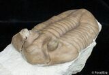 Molting Asaphus Cornutus Trilobite #2791-3